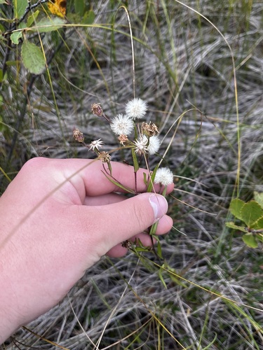 Symphyotrichum boreale, photograph 2