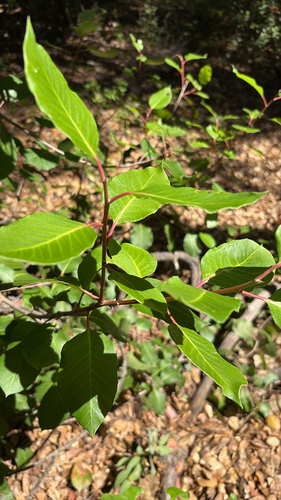 iNaturalist observation photo of sugar bush