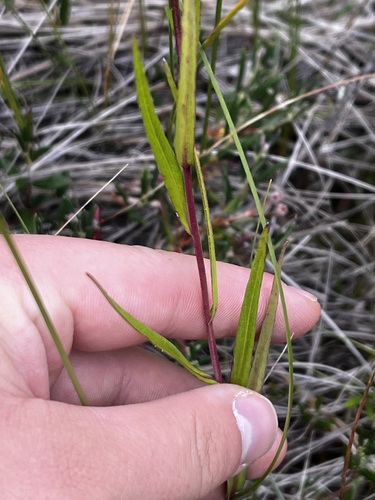 Symphyotrichum boreale, photograph 3