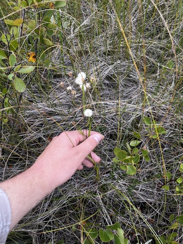 Symphyotrichum boreale, photograph 4