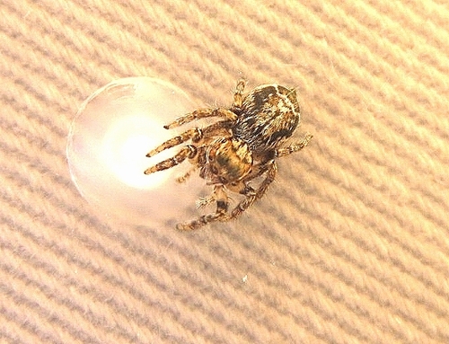 Evarcha negevensis
