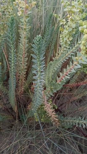 Sea Spurge