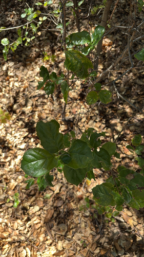 iNaturalist observation photo of coast live oak