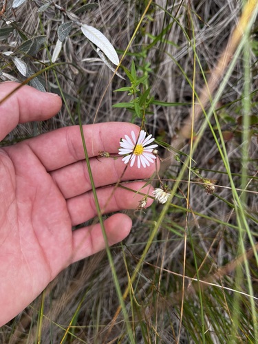 Symphyotrichum boreale, photograph 1