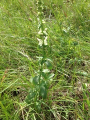 Stachys recta