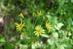 Tephroseris cladobotrys cladobotrys