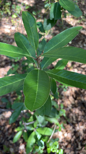 iNaturalist observation photo of Toyon