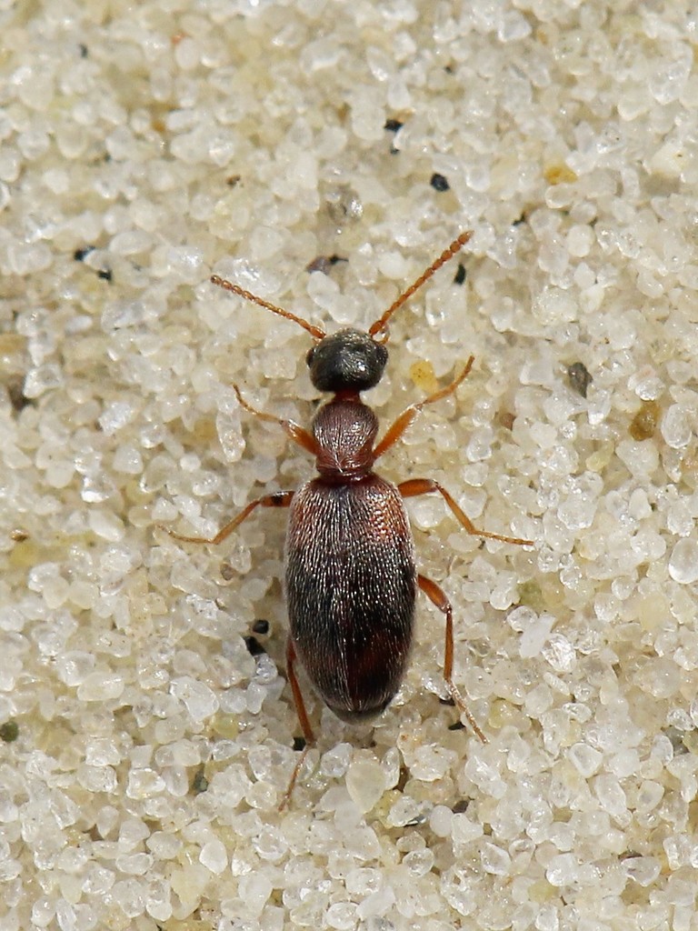 Anthicus flavipes