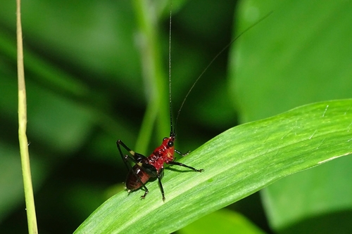 Black-kneed Meadow Katydid photo 2