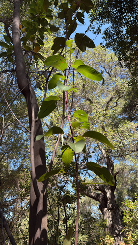 iNaturalist observation photo of laurel sumac