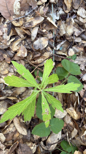 iNaturalist observation photo of California mugwort