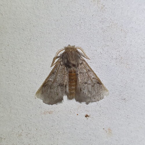 Pine Processionary-moth
