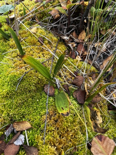 Maianthemum trifolium, photograph 5