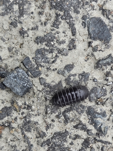 Common Pill Woodlouse