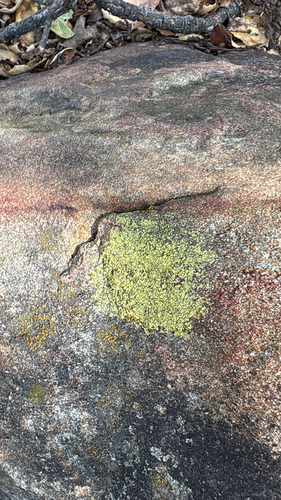 iNaturalist observation photo of Yellow Cobblestone Lichen