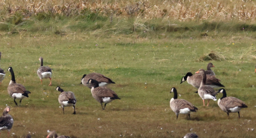 Canada Goose