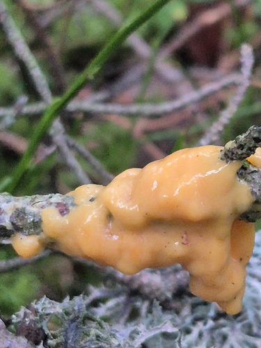 deer vomit