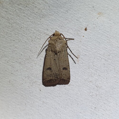Crescent Dart