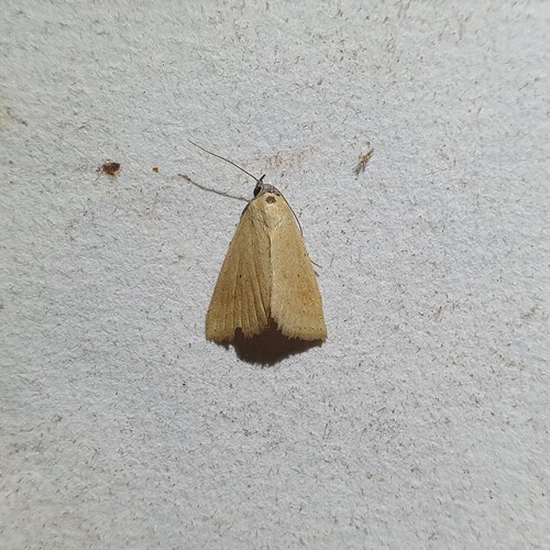 Raparna conicephala
