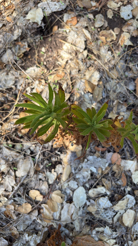 iNaturalist observation photo of California cudweed