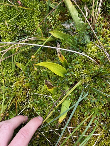 Maianthemum trifolium, photograph 4