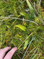 (c) Alex Baxter, some rights reserved (CC BY) Maianthemum trifolium, photograph (c) Alex Baxter, some rights reserved (CC BY)