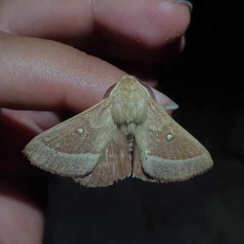 Grass Eggar