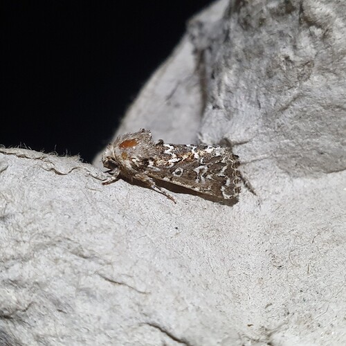 Alvaradoia disjecta