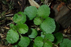 Chrysosplenium formosanum