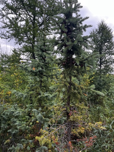 Picea mariana, photograph 3