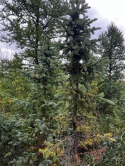 (c) Alex Baxter, some rights reserved (CC BY) Picea mariana, photograph (c) Alex Baxter, some rights reserved (CC BY)