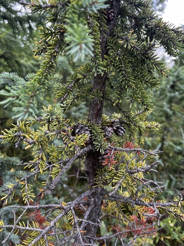Picea mariana, photograph 4