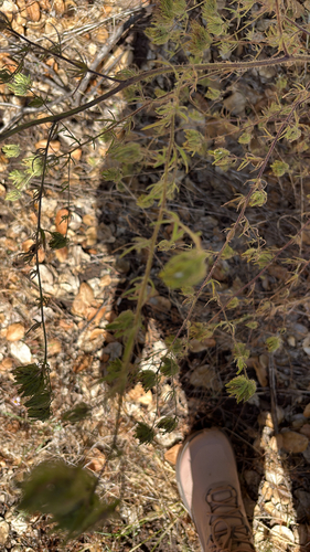 iNaturalist observation photo of Stiffbranch Bird's Beak