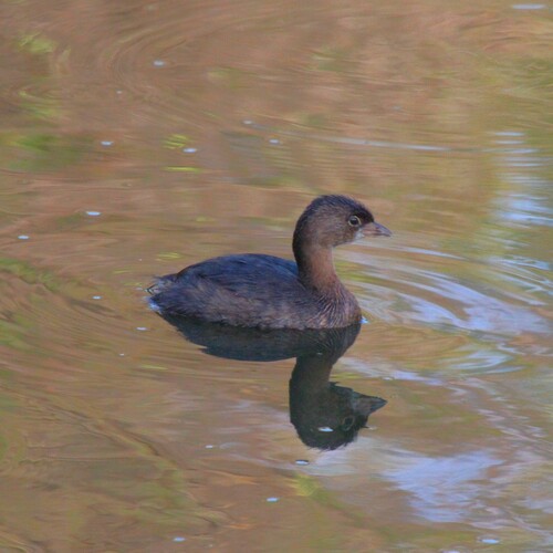 iNaturalist observation photo of Pied-billed Grebe