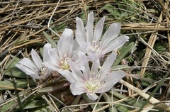 Lewisia brachycalyx