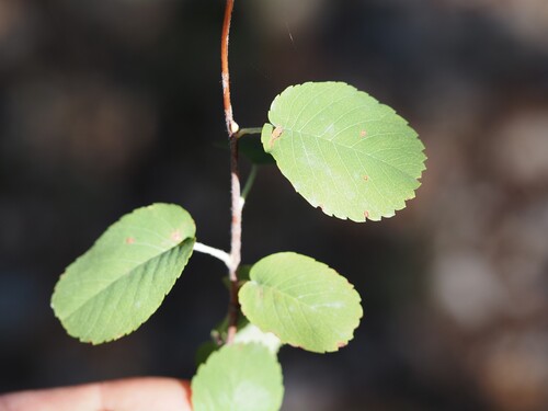 Amelanchier ovalis