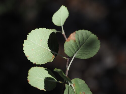 Amelanchier ovalis, photograph 1