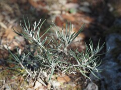 Staehelina dubia, photograph (c) Louis Aureglia, some rights reserved (CC BY)