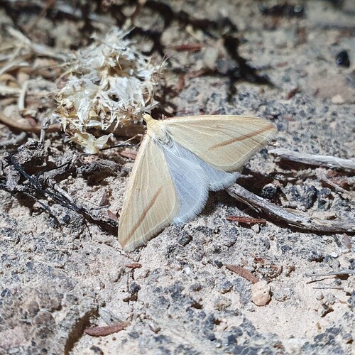 Vestal