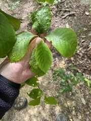 Fraxinus pennsylvanica subintegerrima