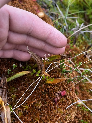 Maianthemum trifolium