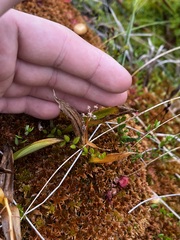 Maianthemum trifolium