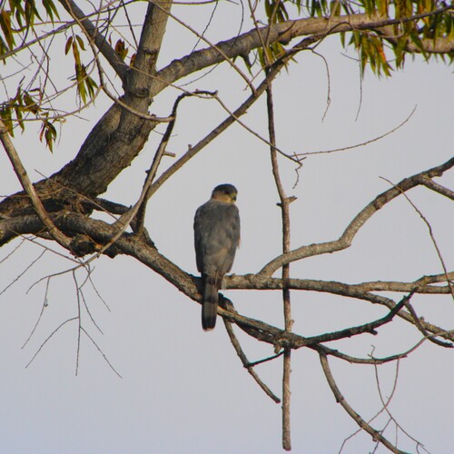 iNaturalist observation photo of Cooper's Hawk