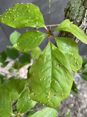 Fraxinus pennsylvanica subintegerrima