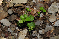 Chrysosplenium formosanum