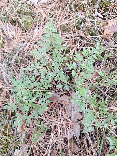 Asplenium cuneifolium, 2026-09-12