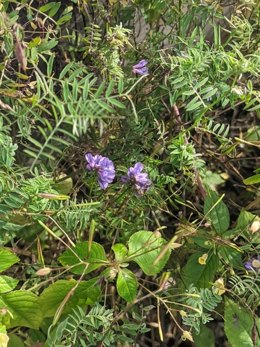 tufted vetch