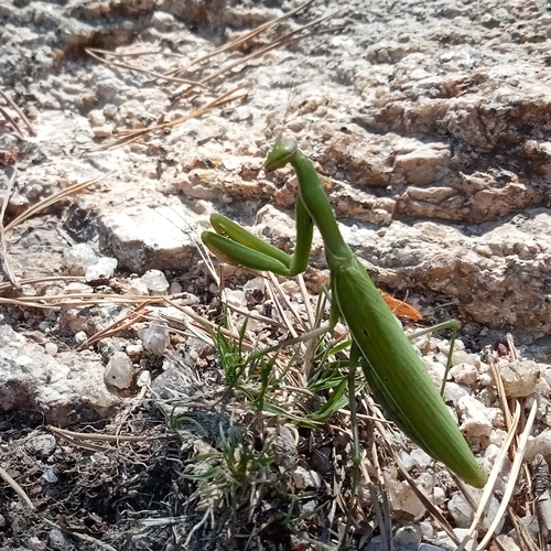 European Mantis