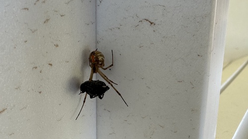 Western Black Widow