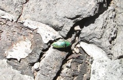 Buprestis confluenta